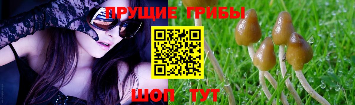 Псилоцибиновые грибы Psilocybe Новочебоксарск